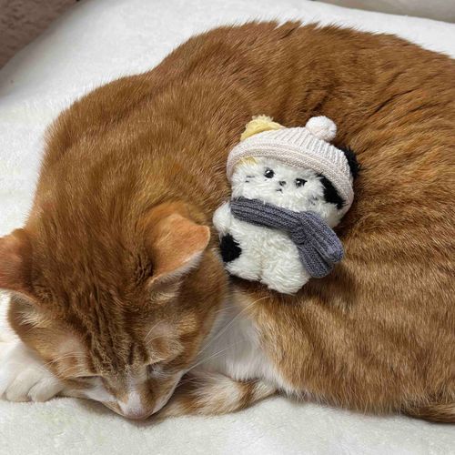きみもねこ……なの？