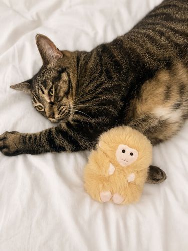 はじめてのおうち
ふわふわのせんぱいにごあいさつをしたよ🙊🐈♡
