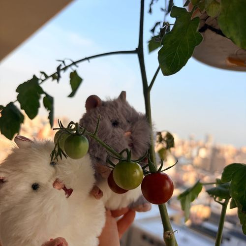 おうちでそだてたトマトがあかくなったやったー！🍅🍅