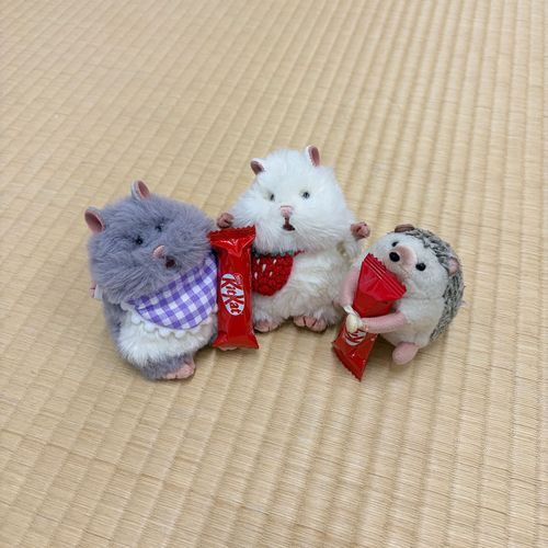 おともだちができました𐄑𐅁̂ ⩊፟ ̂𐅀𐄑
はじめましてはりーくん🦔𓂃 ⸒⸒ ⸒⸒