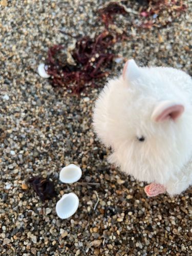 砂浜に落ちてた貝殻に興味津々🐚‎
