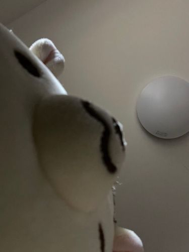 ポテト食べたいんだ