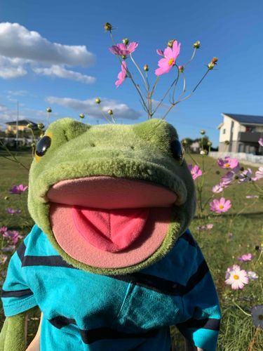 コスモス綺麗だなぁ～🐸✿.•¨
🐸次男坊、カクです！

秋はやっぱりコスモスを見ないと始まらない！って感じのご主人様なんです✨笑
バックの青空がサイコーすぎるロケーション♪♪
後ろに見えてるアパートは前みんなで暮らしてた思い出の場所です！