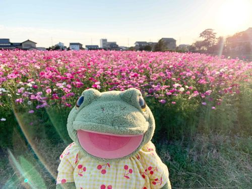 2022.11.2
実家の近くにコスモス畑🌼*･
毎年、ご近所さんが空いてる畑に植えてくれて今年も立派なコスモス畑になったよ🐸
すごーい💕💕💕
ガーコちゃん感激してニコニコ笑顔の花が咲いてるよ～🐸🌈
夕方にお散歩したから写真撮ったとき後光みたいなヒカリがさしてた💛💛💛
なんか神秘的な1枚、お気に入りʚ♡ɞ