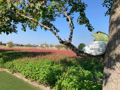 末っ子キチだ🐸✨
そばの花を見に行ってきたぞ～🌸1面、ピンクの絨毯でめちゃくちゃキレイだった‼️
圧巻だ～🌸🌸🌸
家族みんなでお弁当持ってピクニック🐸🍴🍱♬*
大きなシートに座って、おいしく食べたんだぞーーー💕💕💕フォーーーーー❤️⇒フォーーは、キチのテンション高くなった時の口癖🐸💖
はぁ、たのしかったぞ🐸✨
今夜はよく眠れそう…🌙𓈒𓂂
