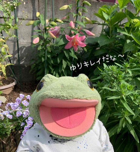 2023.5.14📝
末っ子キチだ🐸💕

ゆりの花なんだぞ🐸❁⃘*.ﾟ
実家のお庭に咲き続けて7年くらいになったのかな？
毎年、きれいな姿を見せてくれて感謝なんだなぁ～🐸✨
ご主人様のお母さんのお手入れが行き届いてるから、ゆりも生き生きしてる気がするんだぞー！！！すごいな❤️💖💚

🐸感謝、感謝だ✨

花は癒し、、、💐
紫陽花見に行きたいな🐸

俺たちかえるが大好きな花なんだ🎵みんな、紫陽花を見に行ったら俺たちかえるの友だちを見つけてほしいぞ～！