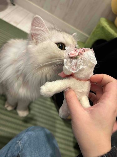 ねこちゃ、ちゅ❣️