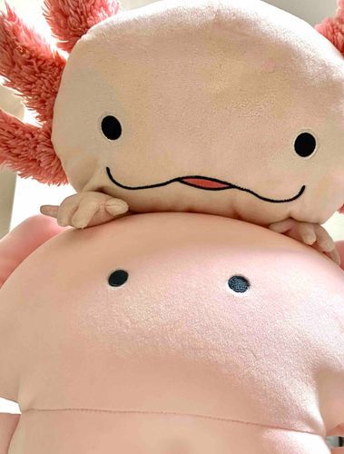 久々に、あたらしいうーぱーのおともだち！
つぶらな瞳の、つぶちゃん！
よろしくね〜