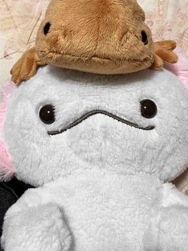 あたらしい おともだち、
なめちゃん。
オオサンショウウオのぬいぐるみだよ！
なめこみたいだから、なめちゃん