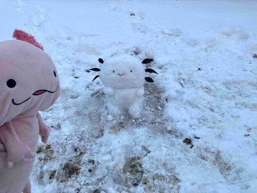 みてみて！かいぬしが、雪でうーぱーをつくったよ！