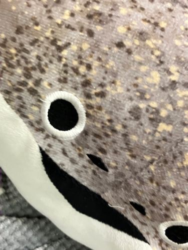 🐟＜飼い主はテスト勉強をしてるよ