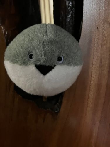 家に帰ったら1番に目が合いました