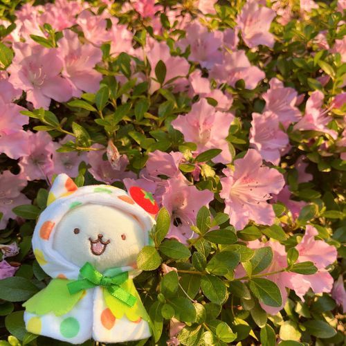 あさんぽした日☀️
