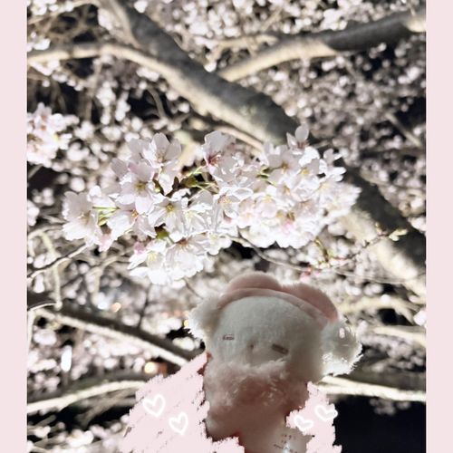 夜桜🌸
満開できれいだったよᐢ. .ᐢ ♡