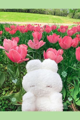 チューリップ畑🌷
ピンク色がきれい‪‬だった‪‬ᐢ‬ ܸ.  ̫ .ܸ ‪ᐢ♪