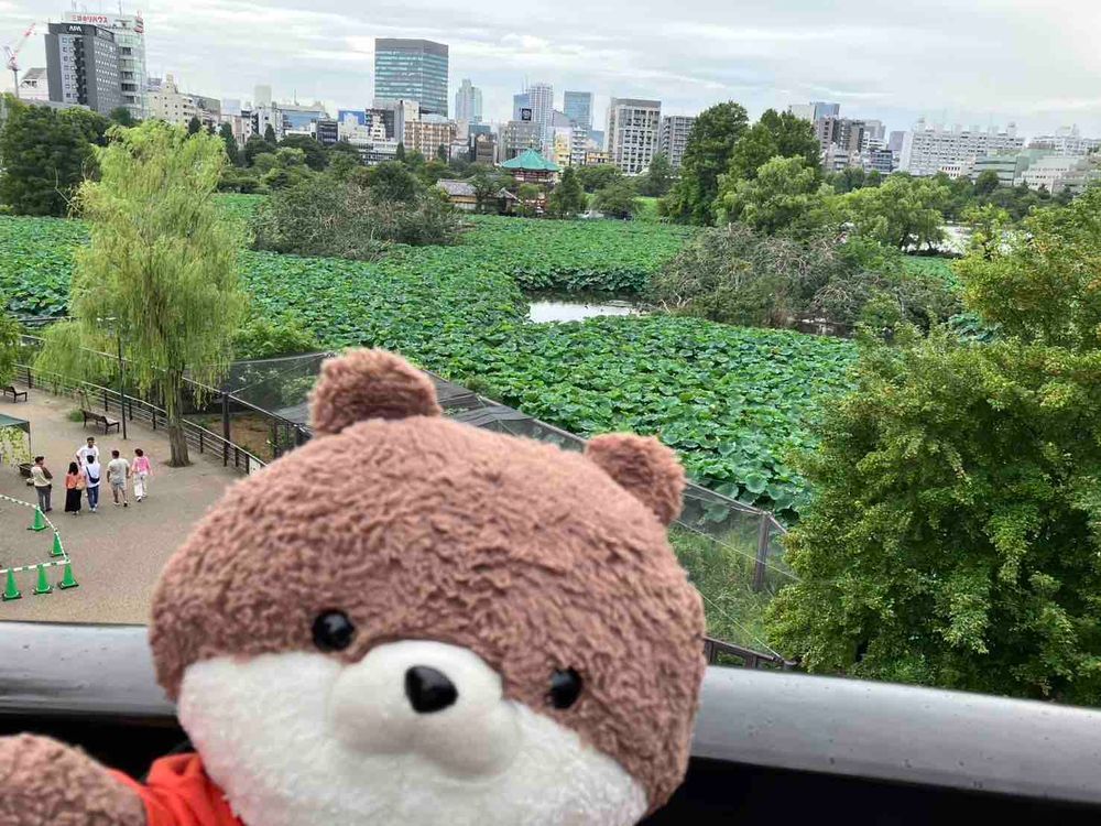 東京日記その3️⃣だよ。
上野動物園に来たよ〜！暑いから、殆どの動物が展示中止だったり、今日は終了、って出ていたけどコツメカワウソは元気に走り回っていたよ❣️本家のカワウソより、カワミちゃんの方がでかいな…。３枚目のツキノワグマは暑くてだらけていたよ。４枚目は、不忍池の🪷だよ〜。
ところで、クマコーナーの所に「動物園で会えるクマ」と書いていたけど、動物園以外で会いたくないよなあ。