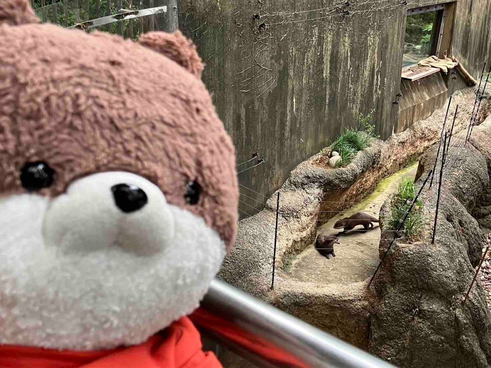 東京日記その3️⃣だよ。
上野動物園に来たよ〜！暑いから、殆どの動物が展示中止だったり、今日は終了、って出ていたけどコツメカワウソは元気に走り回っていたよ❣️本家のカワウソより、カワミちゃんの方がでかいな…。３枚目のツキノワグマは暑くてだらけていたよ。４枚目は、不忍池の🪷だよ〜。
ところで、クマコーナーの所に「動物園で会えるクマ」と書いていたけど、動物園以外で会いたくないよなあ。
