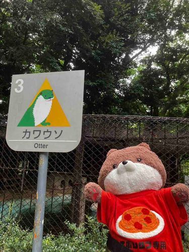 東京日記その3️⃣だよ。
上野動物園に来たよ〜！暑いから、殆どの動物が展示中止だったり、今日は終了、って出ていたけどコツメカワウソは元気に走り回っていたよ❣️本家のカワウソより、カワミちゃんの方がでかいな…。３枚目のツキノワグマは暑くてだらけていたよ。４枚目は、不忍池の🪷だよ〜。
ところで、クマコーナーの所に「動物園で会えるクマ」と書いていたけど、動物園以外で会いたくないよなあ。