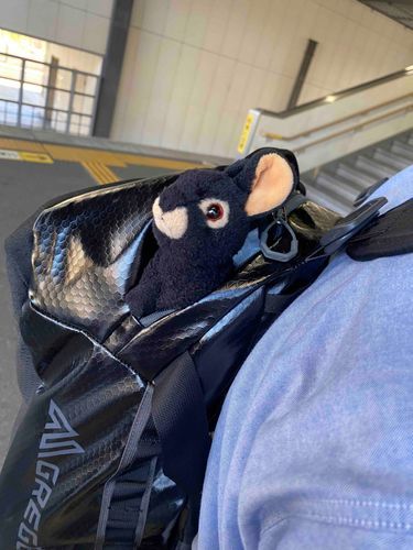 みなさんこんばんは、アマミンです。今日はおとうさんの出張にお供して、神奈川県藤沢市に来ております。カワミ先輩とフトちゃんはお留守番です。アマミンはよく出張についていくので、関東はだいぶ詳しくなってきました。