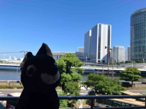 こんばんは、アマミンです。一泊二日の出張から帰ってきました。カワミ先輩とフトちゃんにはたくさんお土産を買ってきました。最後の写真は、崎陽軒のシュウマイ弁当を食べるカワミ先輩です。