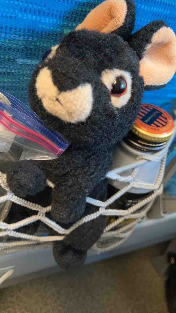 こんばんは、アマミンです。一泊二日の出張から帰ってきました。カワミ先輩とフトちゃんにはたくさんお土産を買ってきました。最後の写真は、崎陽軒のシュウマイ弁当を食べるカワミ先輩です。
