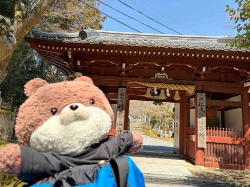 こんにちは、カワミちゃんだよ。今日はおとうさんとおかあさんに連れられて、大阪府高槻市のお寺に行ってきたよ。おかあさんはおみくじを引いたけど、また大吉だったよ。うちのおかあさん、毎回大吉引いてるんだよね。あったかくてお花がいっぱい咲いていたよ。写真はこぶしかなあ？木蓮にしては少し小さめのような気がするなあ。