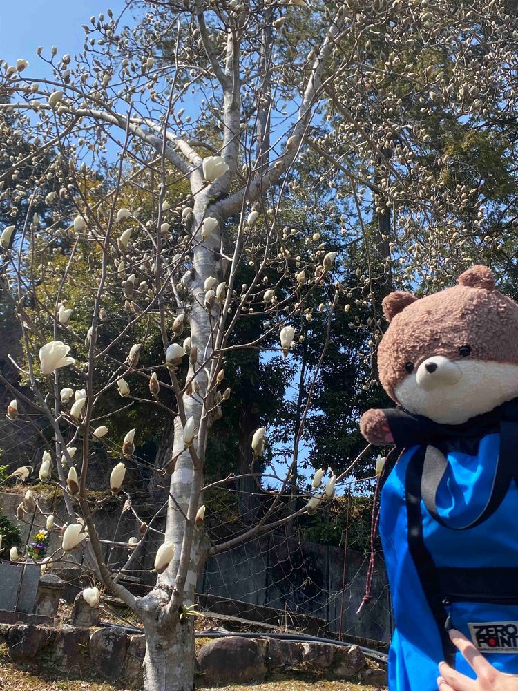 こんにちは、カワミちゃんだよ。今日はおとうさんとおかあさんに連れられて、大阪府高槻市のお寺に行ってきたよ。おかあさんはおみくじを引いたけど、また大吉だったよ。うちのおかあさん、毎回大吉引いてるんだよね。あったかくてお花がいっぱい咲いていたよ。写真はこぶしかなあ？木蓮にしては少し小さめのような気がするなあ。