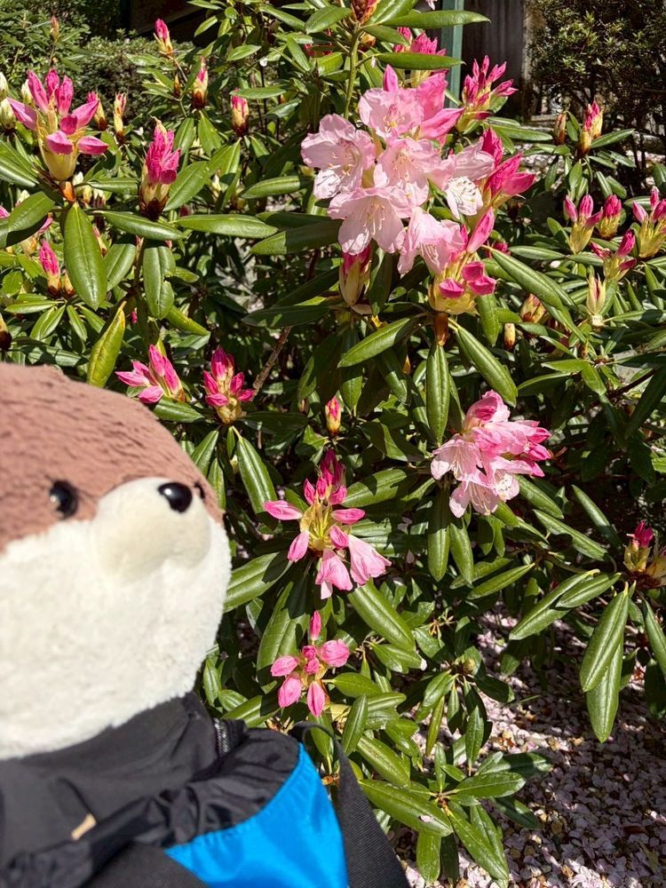 カワミちゃんだよ。ハートの窓のあるお寺に行ってきたよ。まだ４月半ばなのに、既にシャクナゲが咲いていてびっくりしたよ。八重桜とシャクナゲが同時に見られるとは…🌸