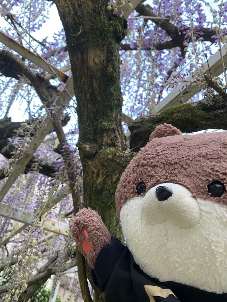 こんばんは、カワミちゃんだよ。今日はご近所に藤棚があるお宅があって、バーベキューにお呼ばれしてきたよ🥩立派な藤の枝でびっくりしたよ☺️いつもケーキを持ってきてくれるおじさんも参加したよ❣️