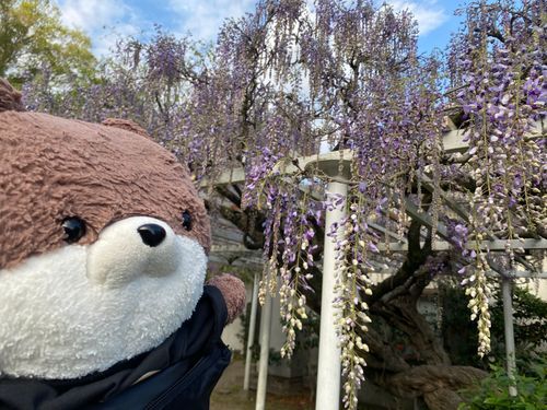 こんばんは、カワミちゃんだよ。今日はご近所に藤棚があるお宅があって、バーベキューにお呼ばれしてきたよ🥩立派な藤の枝でびっくりしたよ☺️いつもケーキを持ってきてくれるおじさんも参加したよ❣️