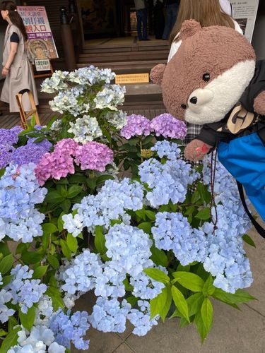 続いて、長谷寺って所に行ったよ。何も知らずに行ったんだけど、今日から紫陽花まつりが始まったそうで、すごい人だったよ❣️ご本尊の十一面観音も、大きさに圧倒されたよ。門前町にお土産物屋さんも充実してたからまた行きたいな〜💐