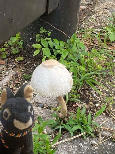 みなさんこんにちは、アマミンです。今日、おとうさんとおかあさんが家の近所を走っていたらでかいキノコ🍄を見つけました。一枚目はよくわからないけど、二枚目はオニフスベかなあ？三枚目の写真は、またしてもおかあさんが、ロイズのチョコをカワミ先輩に与えていました🍫