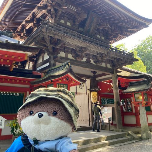 カワミちゃんだよ。今日は奈良県天理市にある石上神宮って所にやってきたよ❣️三枚目の写真は、境内で飼われている烏骨鶏たちだよ。初めて見たけど、歩くのが速くて怖かったよ‼️