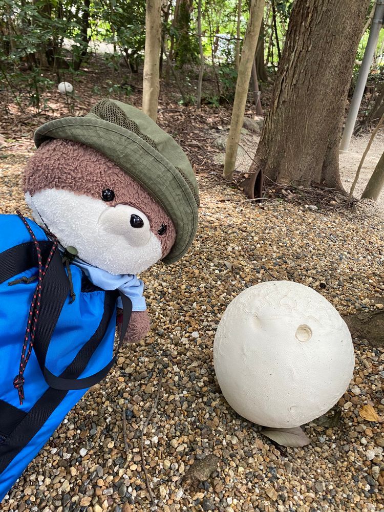 こんにちは、カワミちゃんだよ。こないだ行った石上神宮に続いて行った神社に、超巨大なキノコが生えていたよ🍄‼️でかすぎて最初は気づかずにスルーしたよ。カワミちゃんの頭よりも大きいんだ…。三枚目の写真は巨大キノコの写真を撮るおかあさんだよ。これを見たら、このキノコがいかに大きいかがわかるよね😳☺️
