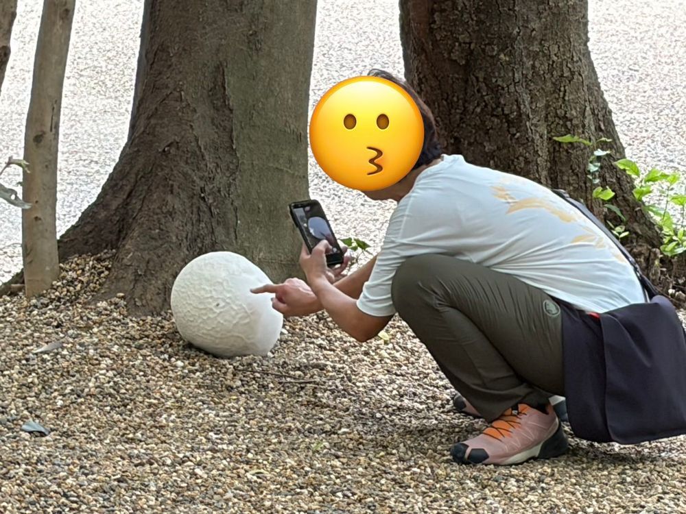 こんにちは、カワミちゃんだよ。こないだ行った石上神宮に続いて行った神社に、超巨大なキノコが生えていたよ🍄‼️でかすぎて最初は気づかずにスルーしたよ。カワミちゃんの頭よりも大きいんだ…。三枚目の写真は巨大キノコの写真を撮るおかあさんだよ。これを見たら、このキノコがいかに大きいかがわかるよね😳☺️