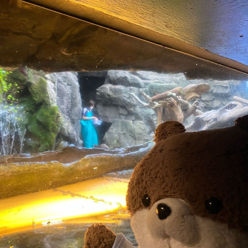 こんにちは、カワミちゃんだよ。今日は大阪の海遊館っていう水族館に行ったよ。三枚目はちょっと見づらいけど、奥でお姉さんがコツメカワウソに餌をあげているんだ。本物のカワウソは動きが激しくて怖いよ。四枚目は華麗に泳ぐペンギンだよ🐧
カワミちゃんが入口で写真を撮っていたら、早速他のお客さんに「可愛い」と言われたよ❣️