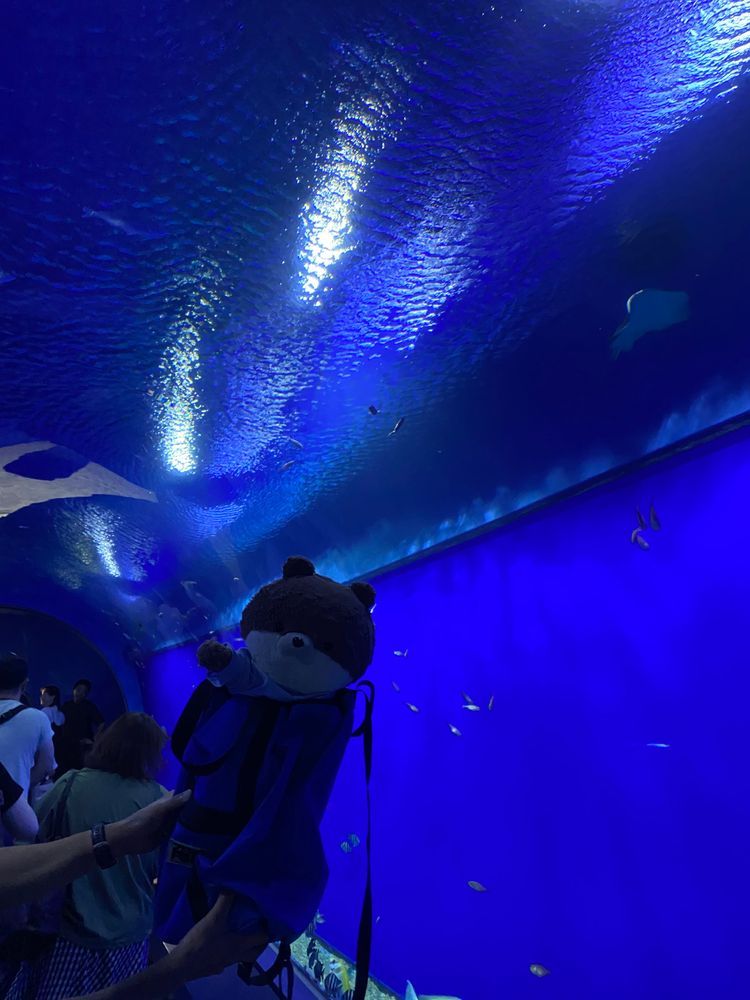 こんにちは、カワミちゃんだよ。今日は大阪の海遊館っていう水族館に行ったよ。三枚目はちょっと見づらいけど、奥でお姉さんがコツメカワウソに餌をあげているんだ。本物のカワウソは動きが激しくて怖いよ。四枚目は華麗に泳ぐペンギンだよ🐧
カワミちゃんが入口で写真を撮っていたら、早速他のお客さんに「可愛い」と言われたよ❣️
