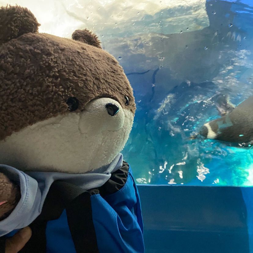 こんにちは、カワミちゃんだよ。今日は大阪の海遊館っていう水族館に行ったよ。三枚目はちょっと見づらいけど、奥でお姉さんがコツメカワウソに餌をあげているんだ。本物のカワウソは動きが激しくて怖いよ。四枚目は華麗に泳ぐペンギンだよ🐧
カワミちゃんが入口で写真を撮っていたら、早速他のお客さんに「可愛い」と言われたよ❣️