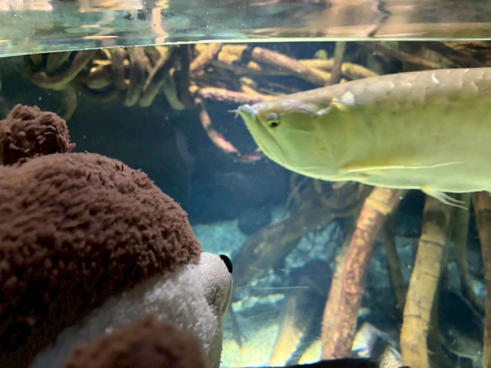 海遊館その2
一枚目の写真はオニヒトデだよ。足？から更にいろんなものが生えてて、気持ち悪すぎるんだけど…🥶二枚目はアロワナ、三枚目はクラゲを見る幻想的なカワミちゃんだよ。最後の写真は、おとうさんとジンベエザメを眺めるカワミちゃんだよ。めちゃ大きくてびっくりしたよ。
