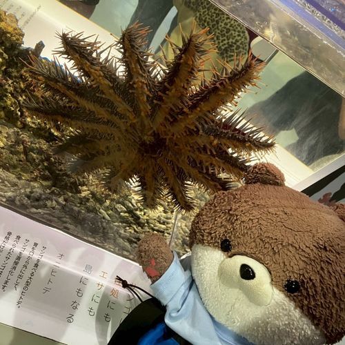 海遊館その2
一枚目の写真はオニヒトデだよ。足？から更にいろんなものが生えてて、気持ち悪すぎるんだけど…🥶二枚目はアロワナ、三枚目はクラゲを見る幻想的なカワミちゃんだよ。最後の写真は、おとうさんとジンベエザメを眺めるカワミちゃんだよ。めちゃ大きくてびっくりしたよ。