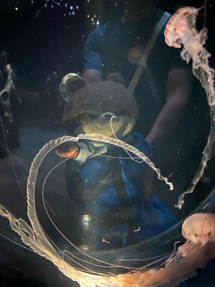 海遊館その2
一枚目の写真はオニヒトデだよ。足？から更にいろんなものが生えてて、気持ち悪すぎるんだけど…🥶二枚目はアロワナ、三枚目はクラゲを見る幻想的なカワミちゃんだよ。最後の写真は、おとうさんとジンベエザメを眺めるカワミちゃんだよ。めちゃ大きくてびっくりしたよ。
