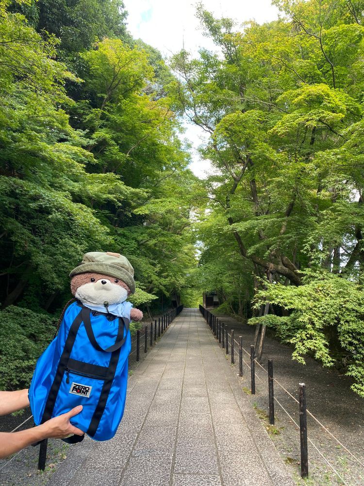 こんにちは、カワミちゃんだよ。今日は長岡京市のお寺にやってきたよ。紅葉の名所で、秋はすごい人出になるんだって。確かに、青紅葉がすごくきれいだったよ。最後の写真は、マクドナルドで買ってもらった期間限定キャラメルパイだよ❣️