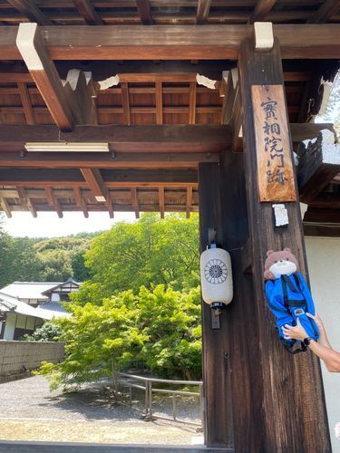 お久しぶり、カワミちゃんだよ。昨日は京都市内にある、岩倉実相院てお寺に行ったよ。写真は撮れないけど、磨き上げられた床に映った床紅葉ってのが有名なんだって。ここは京都市内でも北部にあるから、市内の中心部より2度くらい涼しいんだ。風も吹いて快適だったよ🌬️
隣にある神社にも寄ったんだけど、「クマ注意」と書かれていたよ…🐻