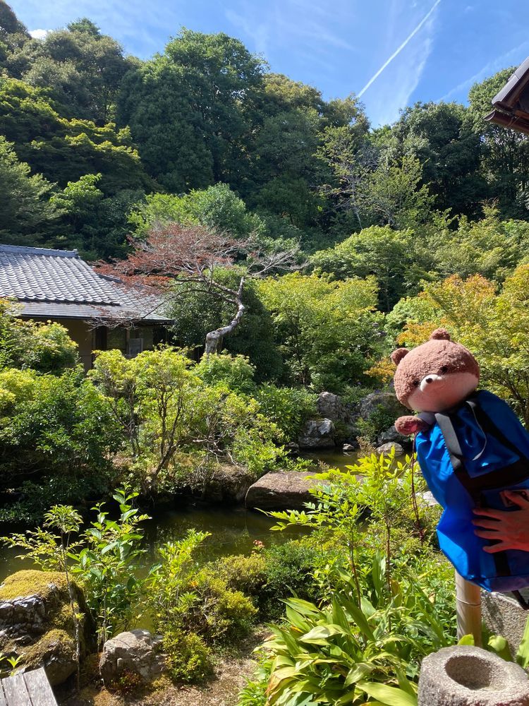 お久しぶり、カワミちゃんだよ。昨日は京都市内にある、岩倉実相院てお寺に行ったよ。写真は撮れないけど、磨き上げられた床に映った床紅葉ってのが有名なんだって。ここは京都市内でも北部にあるから、市内の中心部より2度くらい涼しいんだ。風も吹いて快適だったよ🌬️
隣にある神社にも寄ったんだけど、「クマ注意」と書かれていたよ…🐻