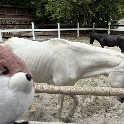 奈良県中央部の下市町の丹生川上神社っていう所に参拝しに来たよ。境内にはお馬さんが２頭いてびっくりしたよ。おとなしいからよかったけど、大きかったよ…。
途中のマーケットみたいな所で食べたご飯がおいしかったよ。駐車場には、忘れられたふわもこがいたんだ…。保護しようか迷ったけど、もしかしたら飼い主さんが戻ってくるかもしれないからそのままにしてきたよ。ちゃんと保護されてるといいな…。