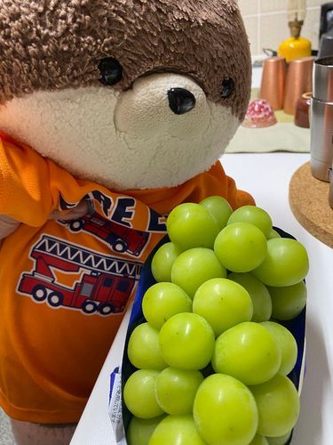 こんにちは、カワミちゃんだよ。今日はお買い物について行ったら、てりてり輝く✨シャインマスカットを買ってもらったよ🍇独り占めだ〜〜🤤