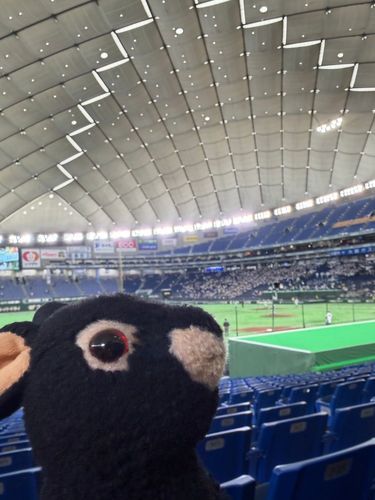 みなそんこんばんは、アマミンです。少し前の写真になりますが、おとうさんと東京ドームに行ってきました。アマミンはだいぶ関東に詳しくなってきました❣️
三枚目の写真は、今日届いたロイズのチョコです。カワミ先輩とフトちゃんが食べたそうにしていました。