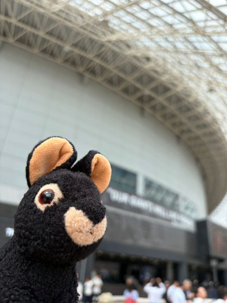 みなそんこんばんは、アマミンです。少し前の写真になりますが、おとうさんと東京ドームに行ってきました。アマミンはだいぶ関東に詳しくなってきました❣️
三枚目の写真は、今日届いたロイズのチョコです。カワミ先輩とフトちゃんが食べたそうにしていました。