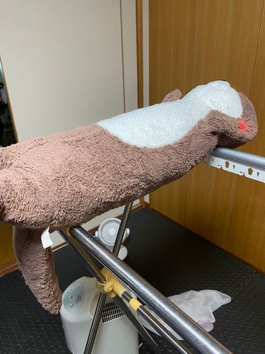 まだ乾かないカワミちゃんだよ…。昨日の夜は、おかあさんがカワミちゃんを抱っこして寝られなかったから、抑うつ状態になっていたよ…😂