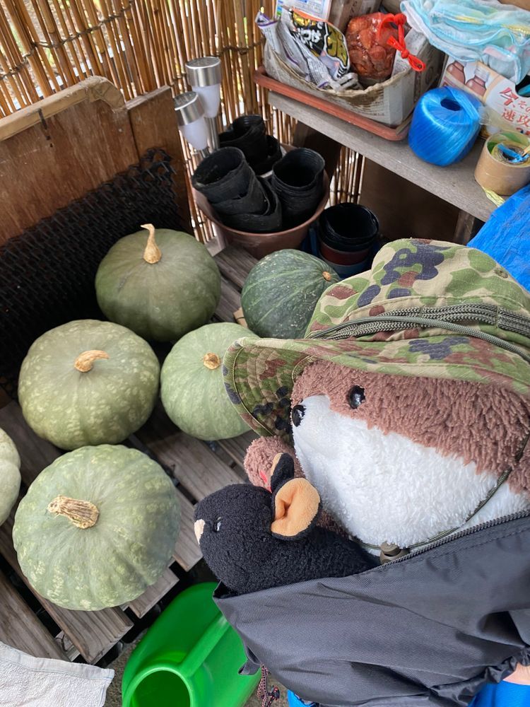 カワミちゃんはおかあさんの実家の青森県にやって来たよ！涼しいかと思ったらわりと暑かったよ。三枚目と四枚目の写真は、おばあちゃんがやってる畑と、畑から採れたカボチャだよ🎃